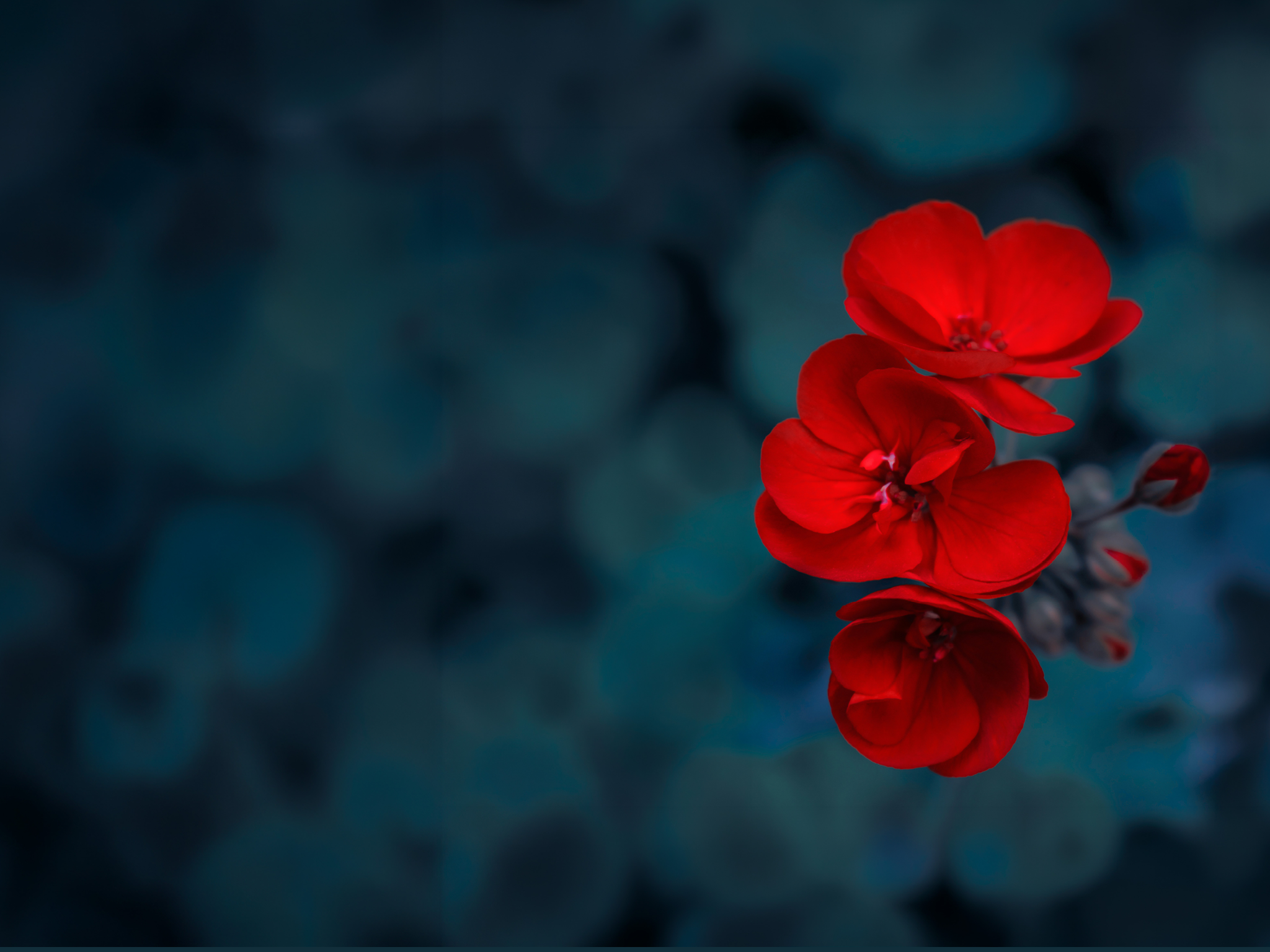 Een scherpe rode bloem staat centraal tegen een wazige, donkere achtergrond met blauwe tinten. Beschrijving gegenereerd door AI